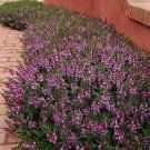 Angelonia Serenita Purple 100 seeds