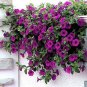 Petunia Opera Supreme Purple 100 seeds