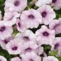 Petunia Shock Wave Pink Vein 100 seeds