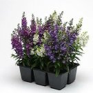 Angelonia Serenita Mix 100 seeds