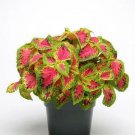 Coleus Sun Watermelon 100 seeds