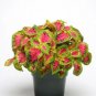 Coleus Sun Watermelon 100 seeds