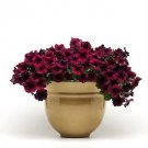Petunia Easy Wave Velour Burgundy 100 seeds