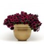 Petunia Easy Wave Velour Burgundy 100 seeds