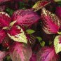 Coleus Sun Rose Lime Magic 100 seeds