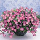 Petunia Opera Supreme Pink Morn 100 seeds