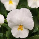 Pansy Cool Wave White 100 seeds