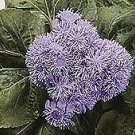 Ageratum High Tide Blue 100 seeds