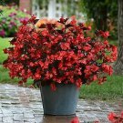 Begonia Megawatt Red - Brz Leaf 100 seeds