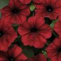 Petunia Tidal Wave Velour Red 100 seeds