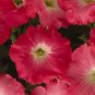Petunia Easy Wave Rosy Dawn 100 seeds