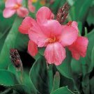 Canna Tropical Rose 100 seeds