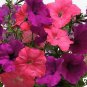 Petunia Easy Wave Opposites Attract 100 seeds