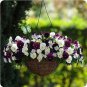 Pansy Cool Wave Berries and Cream 100 seeds