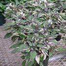 Pepper Ornamental Calico 100 seeds