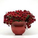 Petunia Easy Wave Velour Red 100 seeds