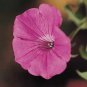 Petunia Tidal Wave Hot Pink 100 seeds