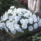Petunia Trilogy White 100 seeds