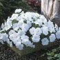 Petunia Trilogy White 100 seeds
