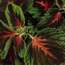 Coleus Kong Scarlet 100 seeds