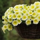 Petunia Easy Wave Yellow 100 seeds