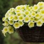 Petunia Easy Wave Yellow 100 seeds