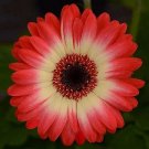 Gerbera Bicolor Red Lemon 100 seeds