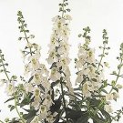 Angelonia Serena White 100 seeds