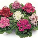 Primula malacoides Special Mix 2,000 seeds