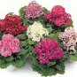 Primula malacoides Special Mix 2,000 seeds