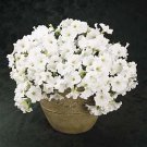 Petunia Easy Wave White 100 seeds