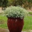 Euphorbia Glitz 100 seeds