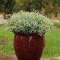 Euphorbia Glitz 100 seeds