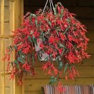 Begonia Santa Cruz Sunset 100 seeds