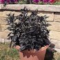 Pepper Ornamental Black Pearl 100 seeds