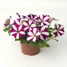 Petunia Easy Wave Burgundy Star 100 seeds