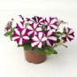 Petunia Easy Wave Burgundy Star 100 seeds
