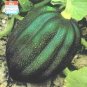 Squash Winter Table King Acorn Bush 250 seeds