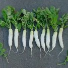 Radish Icicle 1,000 seeds