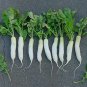 Radish Icicle 1,000 seeds
