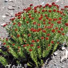 Rhodiola integrifolia Atropurpurea 250 seeds