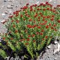 Rhodiola integrifolia Atropurpurea 250 seeds