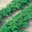 Parsley Banquet Petroselinum crispum 1,000 seeds