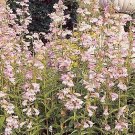 Penstemon gracilis 2,500 seeds