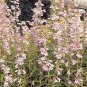 Penstemon gracilis 2,500 seeds