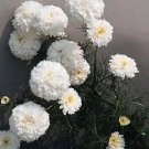 Tanacetum parthenium Matricia parthenium Santana White 250 seeds
