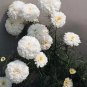 Tanacetum parthenium Matricia parthenium Santana White 250 seeds
