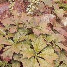 Rodgersia pinnata Henrici hybrids 250 seeds