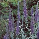 Veronica incana 1,000 seeds