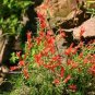 Penstemon pinifolius 250 seeds